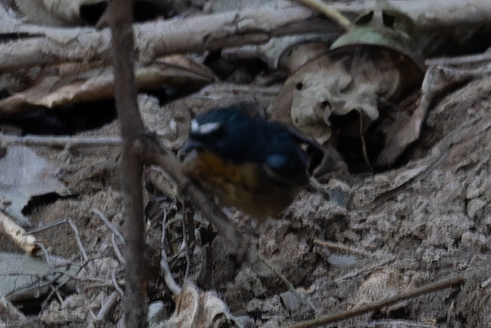 Snowy-browed Flycatcher - ML641659695