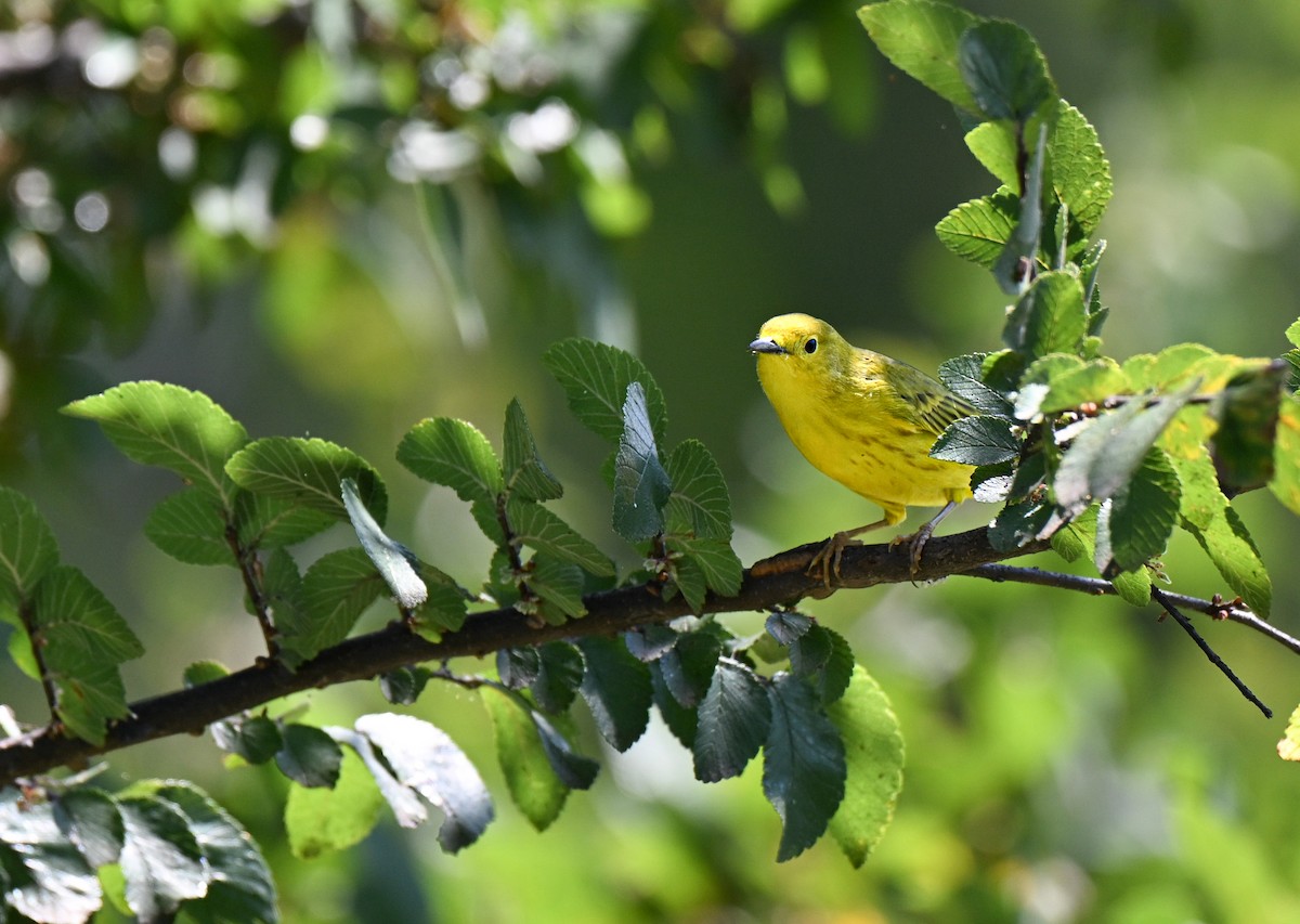 Yellow Warbler (Northern) - ML641659697