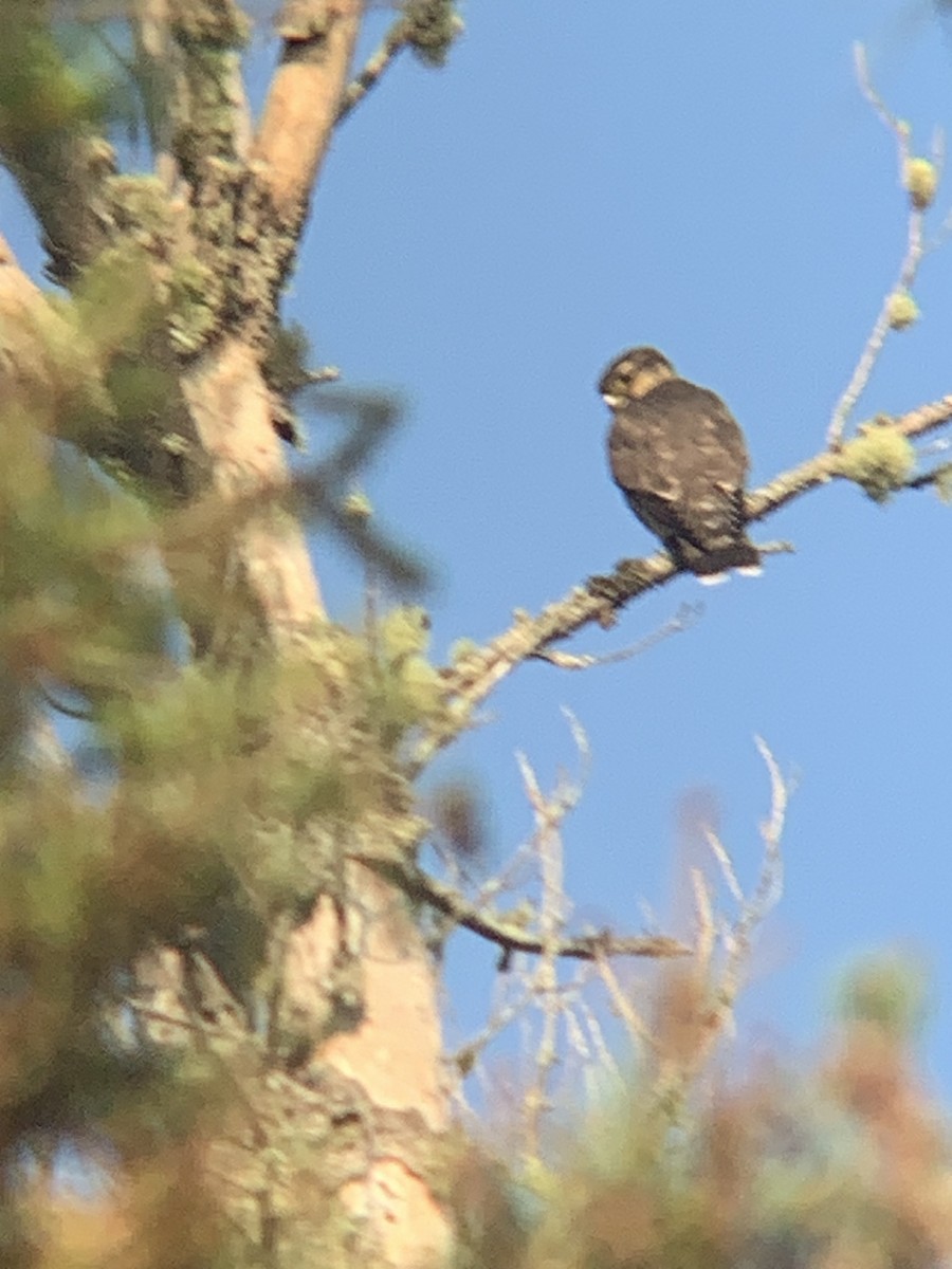 Merlin - ML641659703