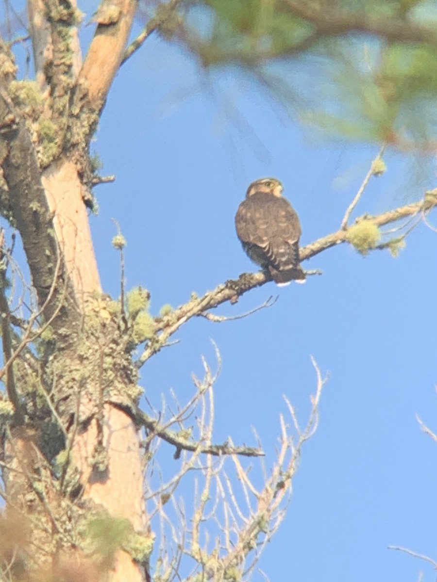 Merlin - ML641659704