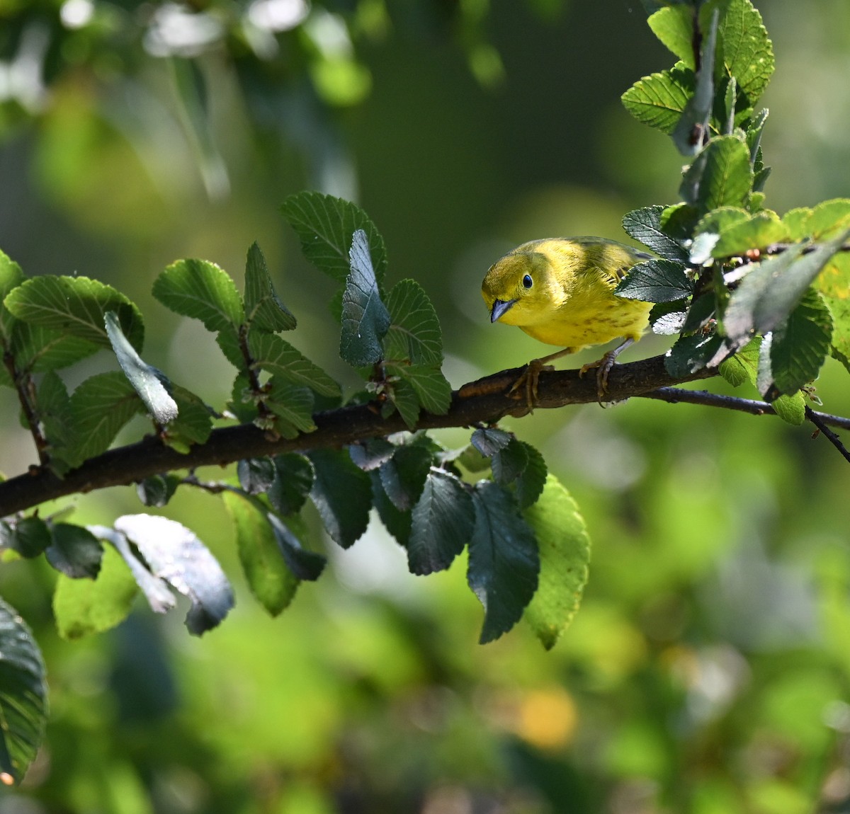 Yellow Warbler (Northern) - ML641659706