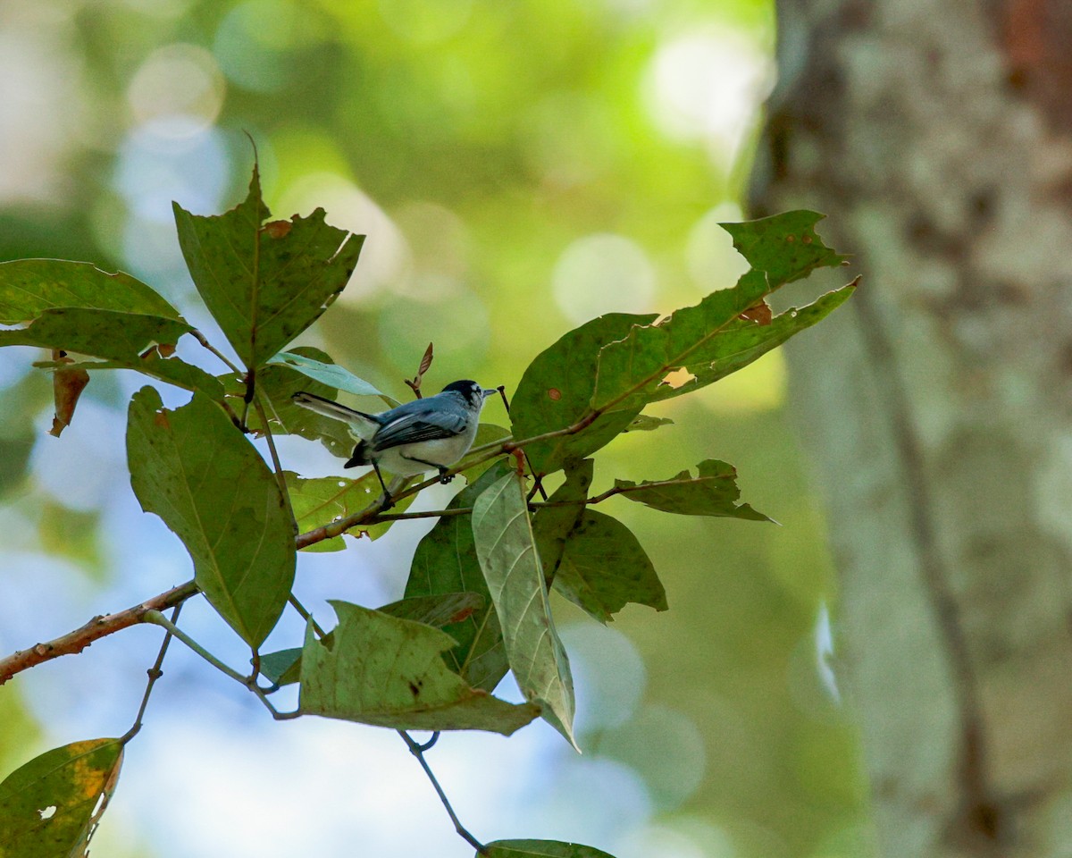 White-browed Gnatcatcher - ML641659709