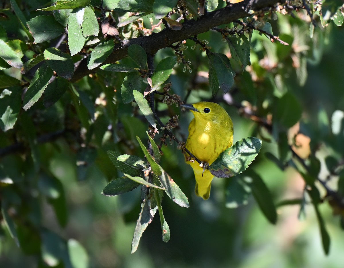 Yellow Warbler (Northern) - ML641659712
