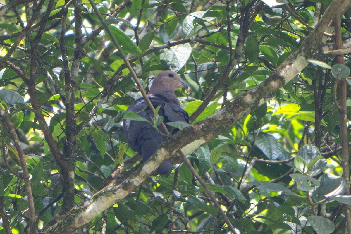 Dark-backed Imperial-Pigeon (Pink-headed) - ML641659720