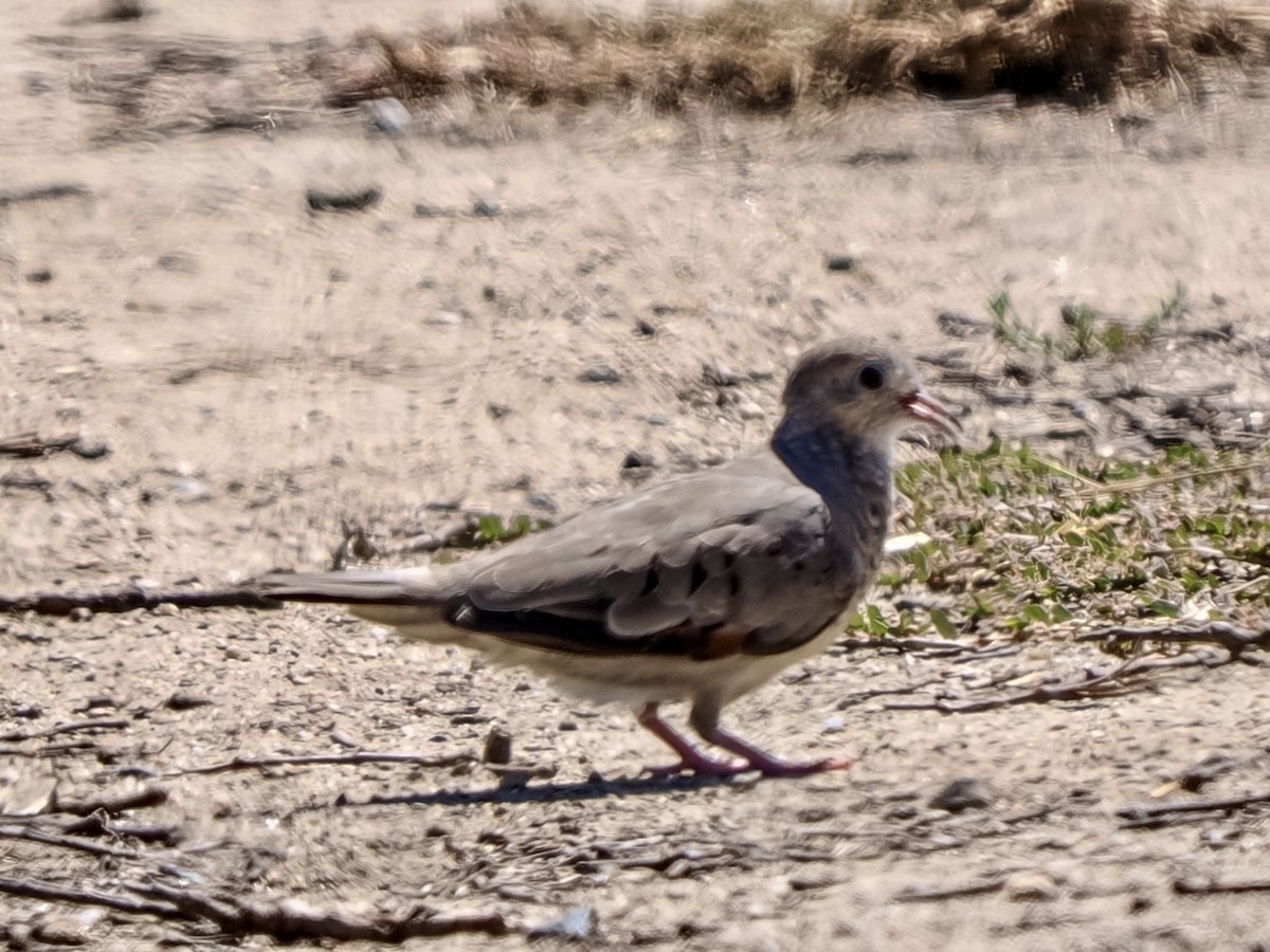 Common Ground Dove - ML641659722