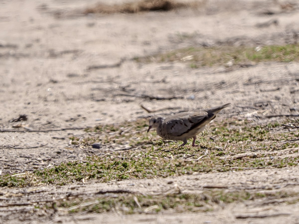 Common Ground Dove - ML641659723
