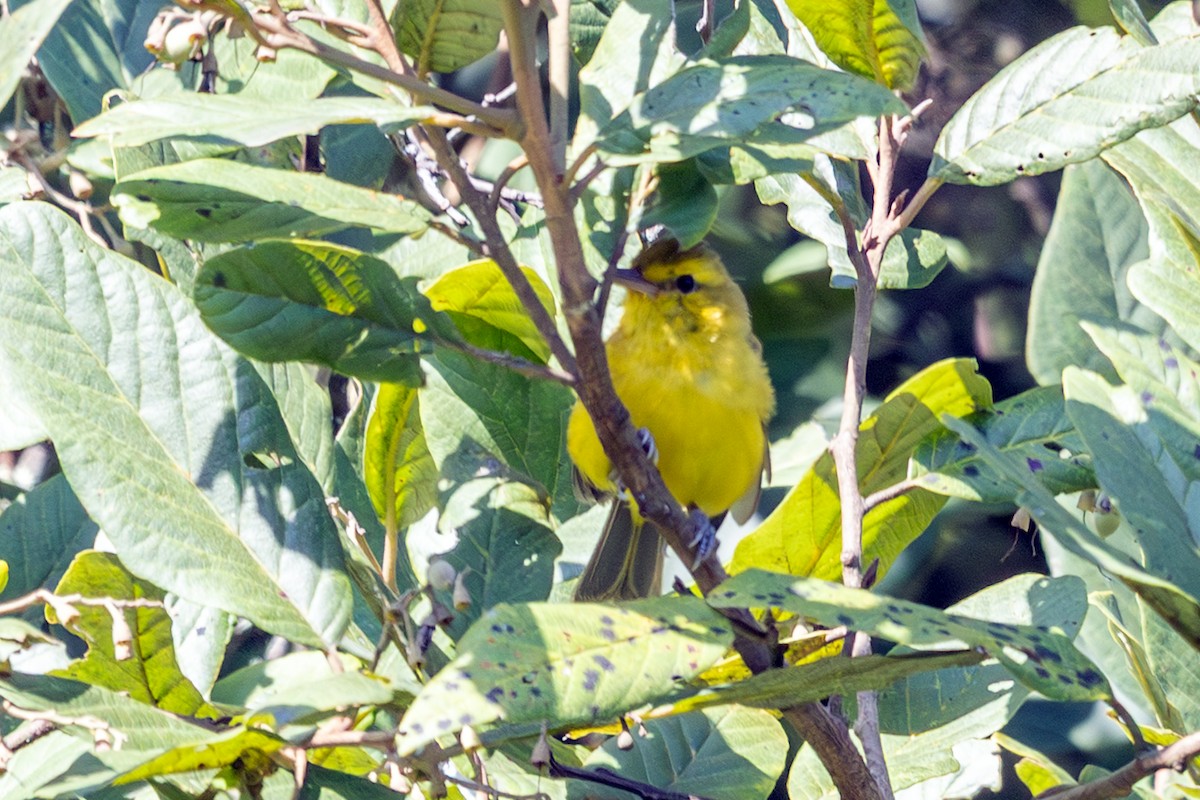 Golden Vireo - ML641659724