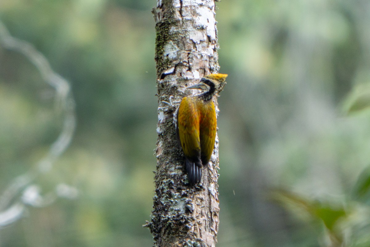Javan Flameback - ML641659728