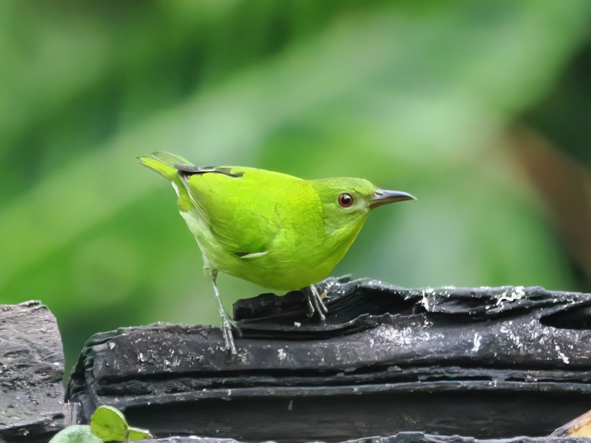 Green Honeycreeper - ML641659755