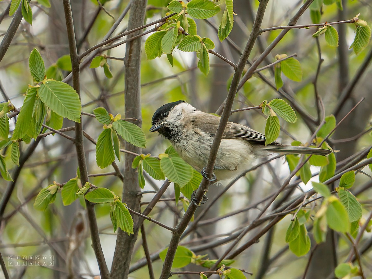 ハシブトガラ - ML641659760