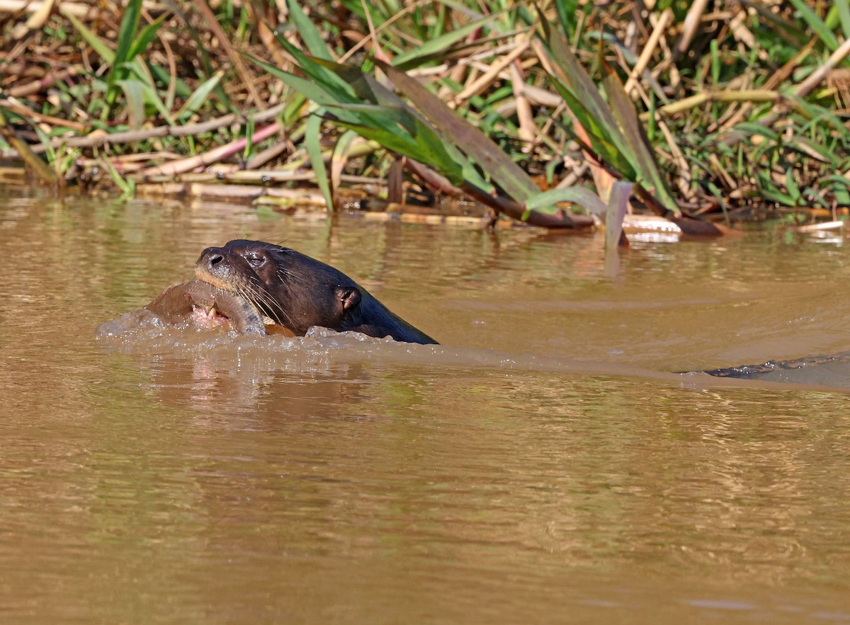 Giant Otter - ML641659789