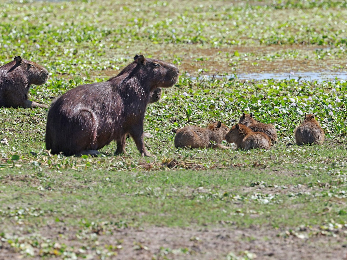 Capybara - ML641659803