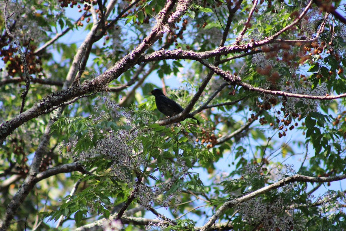 Yellow-legged Thrush - ML641659815