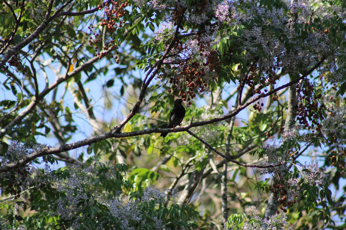 Yellow-legged Thrush - ML641659817