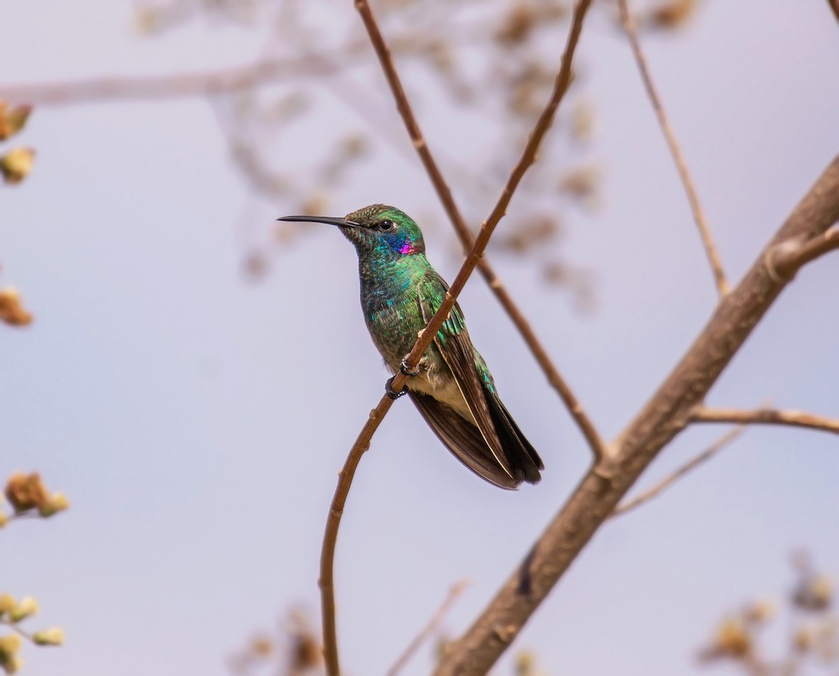 White-vented Violetear - ML641659821