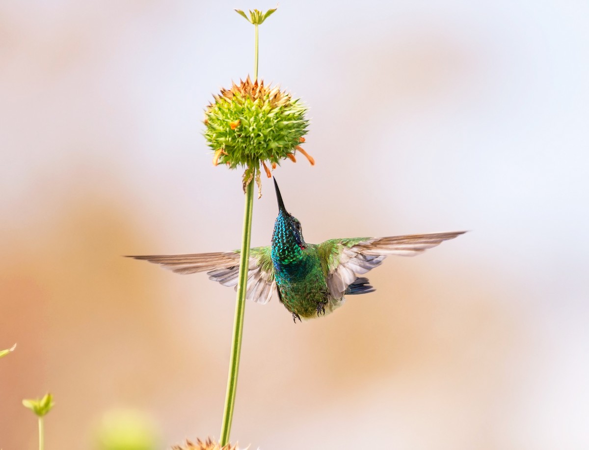 White-vented Violetear - ML641659831