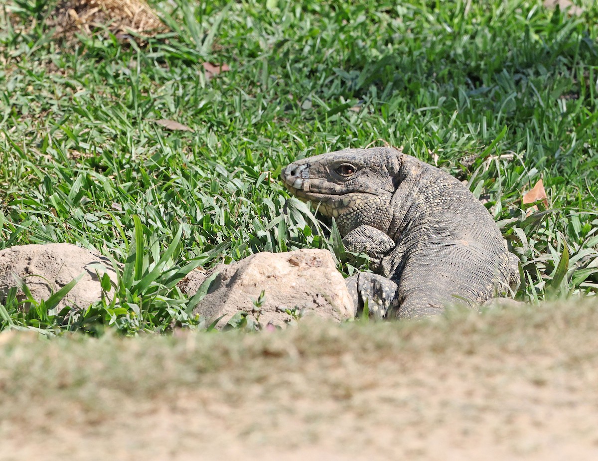 Argentine Black-and-white Tegu - ML641659832