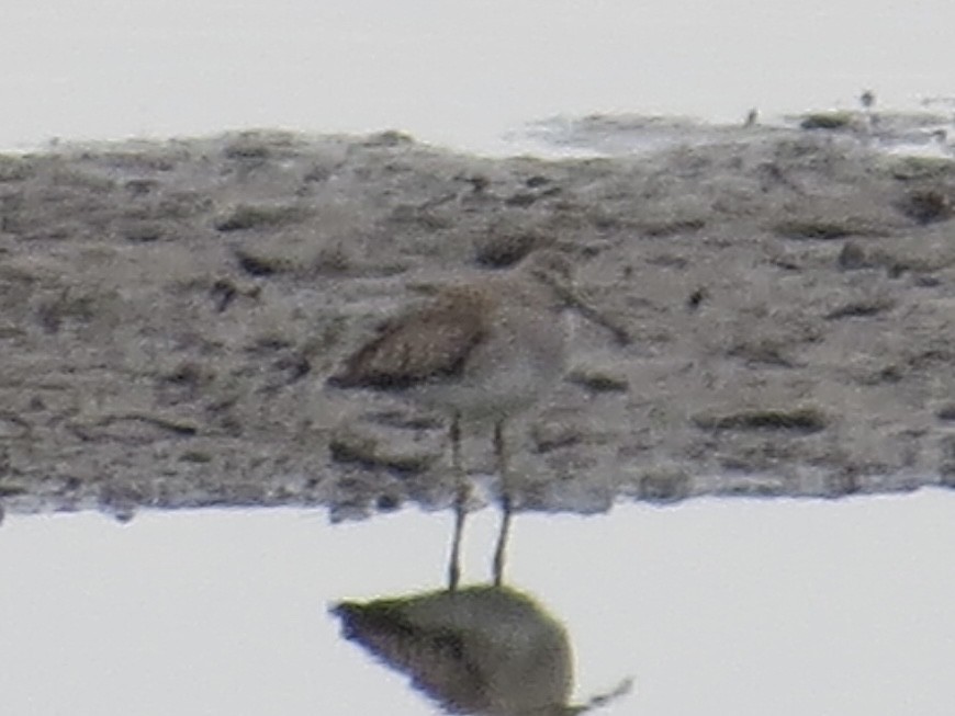 Moorschlammläufer - ML641659855