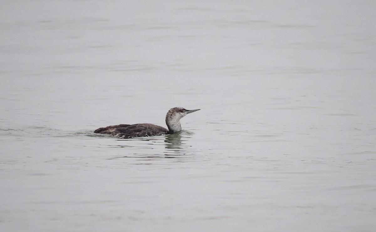 Red-throated Loon - ML641659865