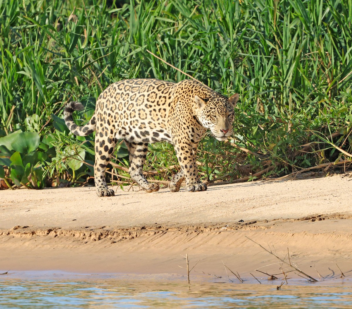 Jaguar - ML641659877