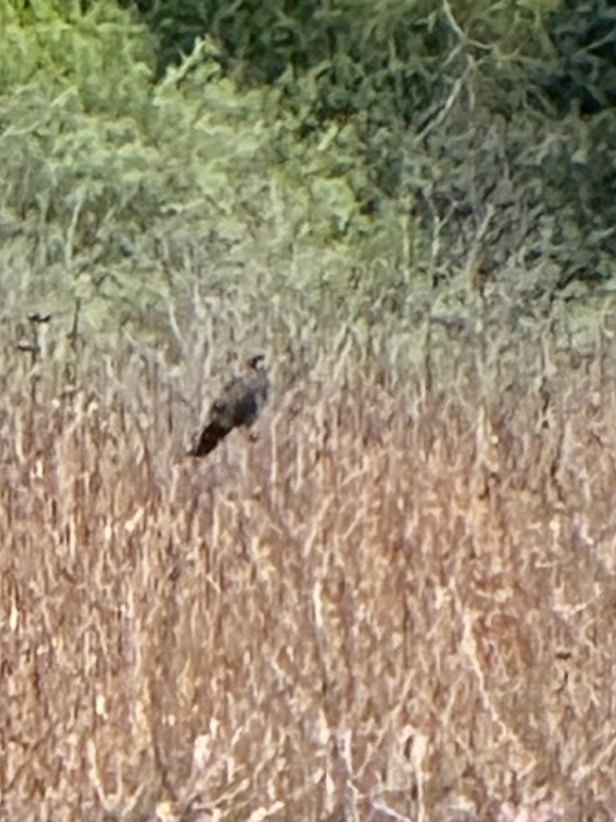Snail Kite - ML641659878