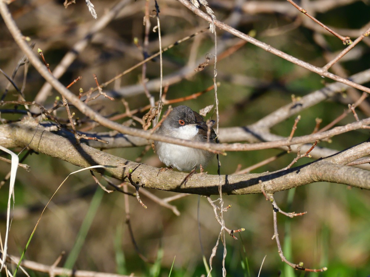Sardinian Warbler - ML641659886