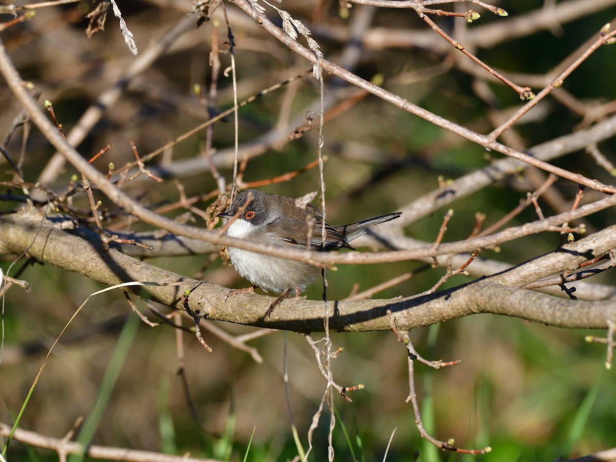 Sardinian Warbler - ML641659893