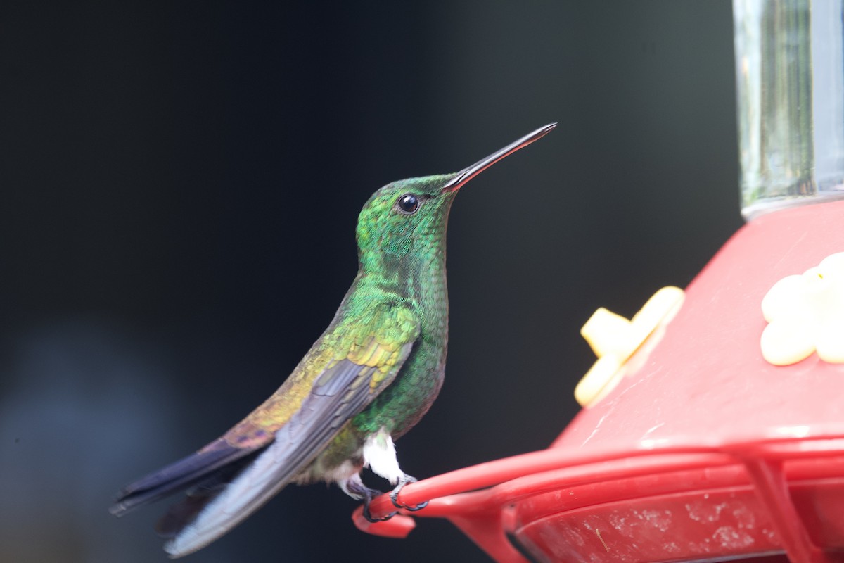 Copper-rumped Hummingbird - ML641659930