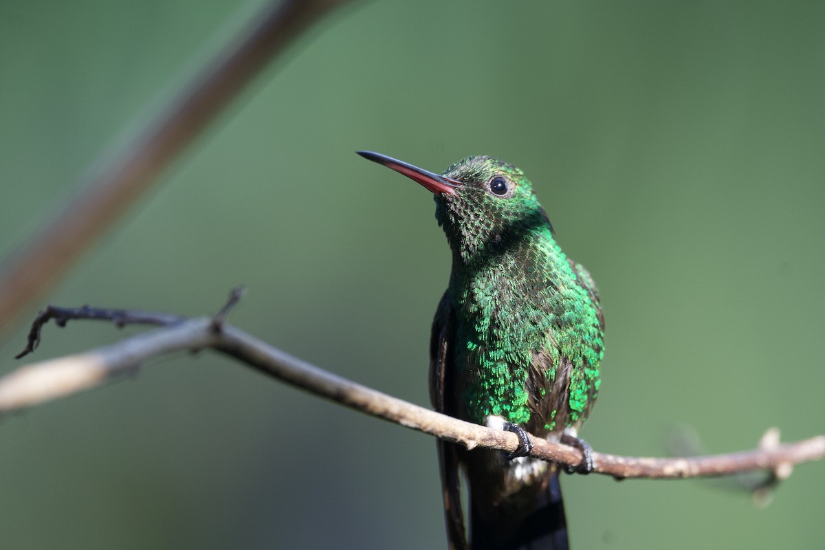 Copper-rumped Hummingbird - ML641659931