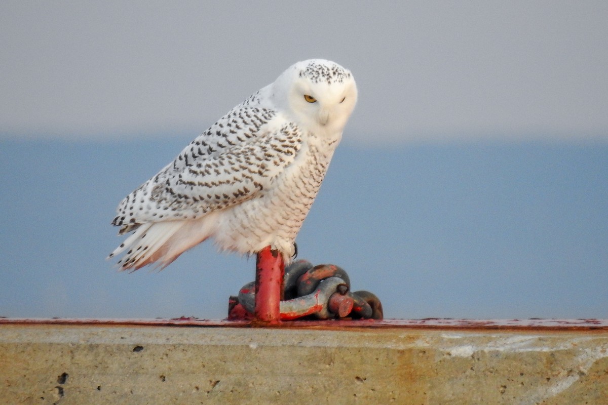 Snowy Owl - ML641659942
