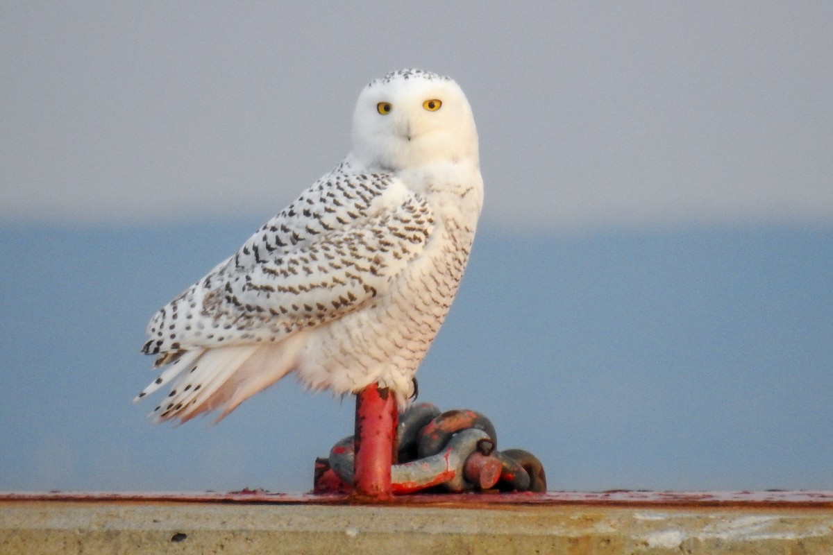Snowy Owl - ML641659943