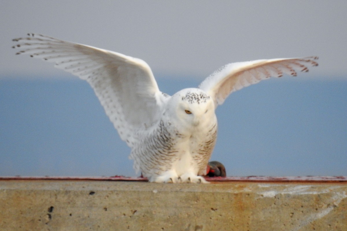 Snowy Owl - ML641659944