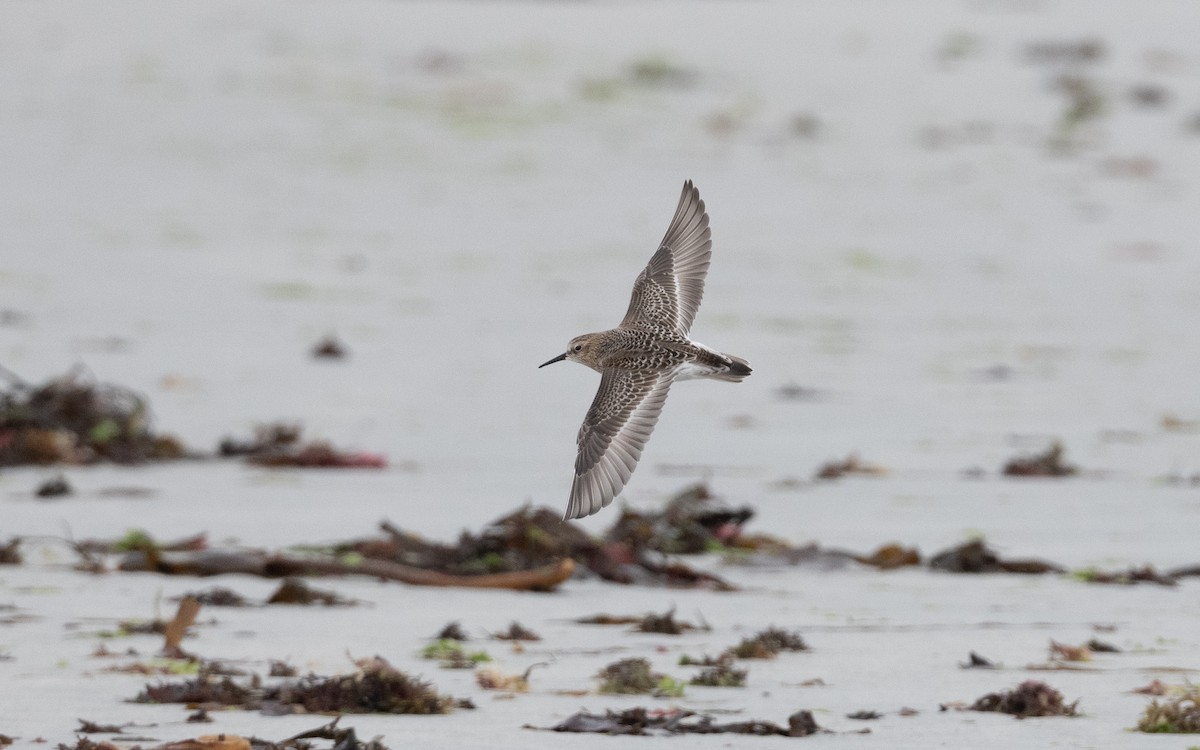 Baird's Sandpiper - ML641659946