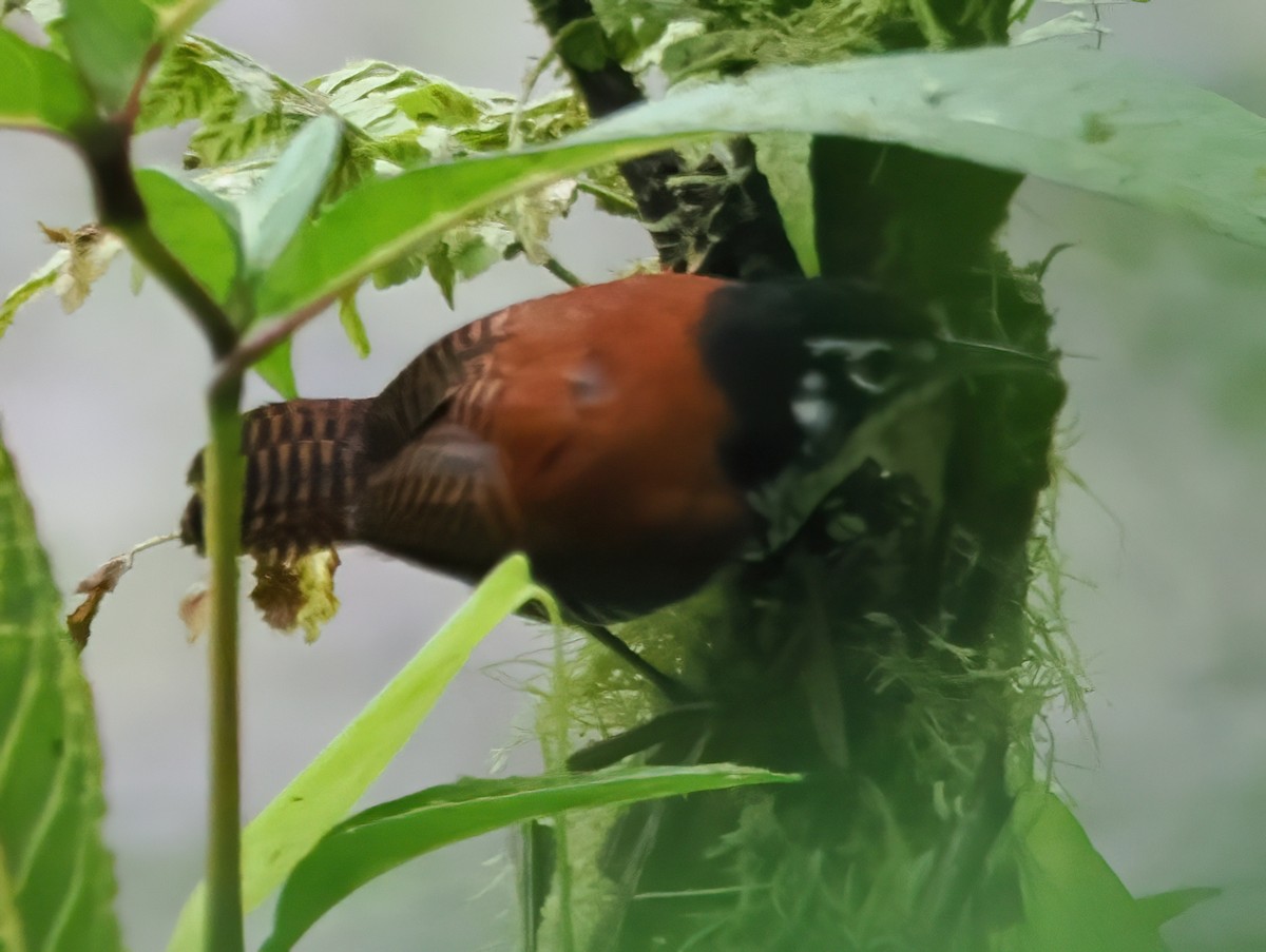 Bay Wren - ML641659959