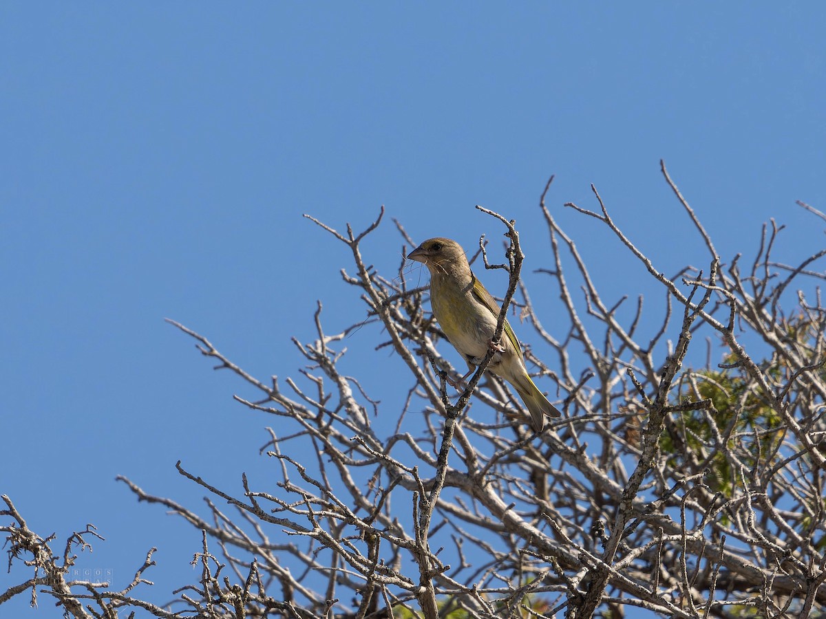 European Greenfinch - ML641660002