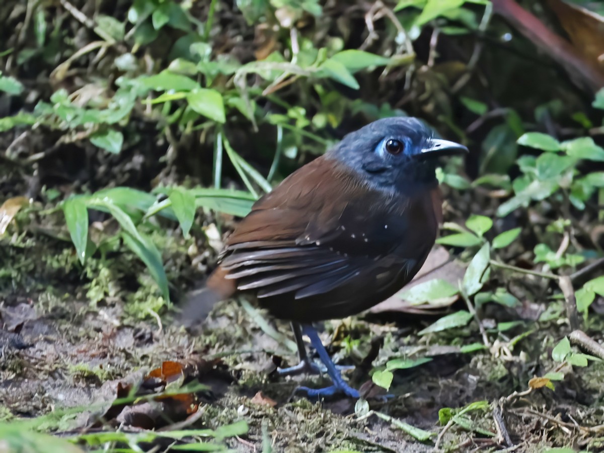 Braunrücken-Ameisenvogel - ML641660092