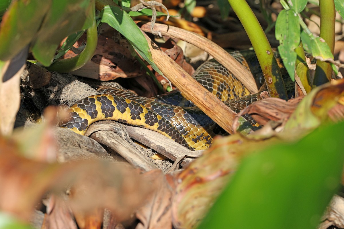 Yellow Anaconda - ML641660101