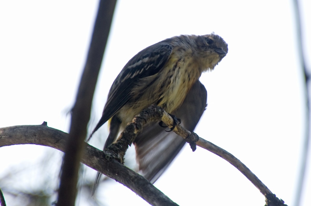 Yellow-rumped Warbler - ML641660112