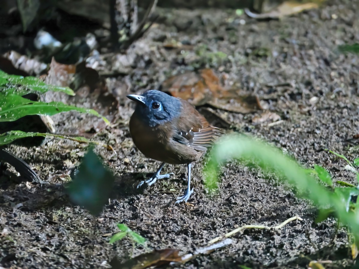 Braunrücken-Ameisenvogel - ML641660218
