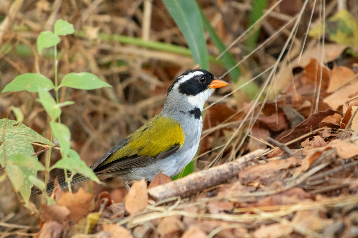 Saffron-billed Sparrow (Saffron-billed) - ML641660287