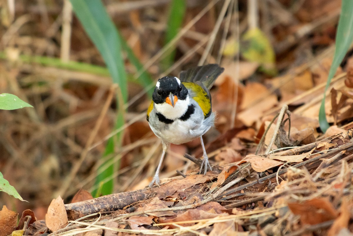 Saffron-billed Sparrow (Saffron-billed) - ML641660288