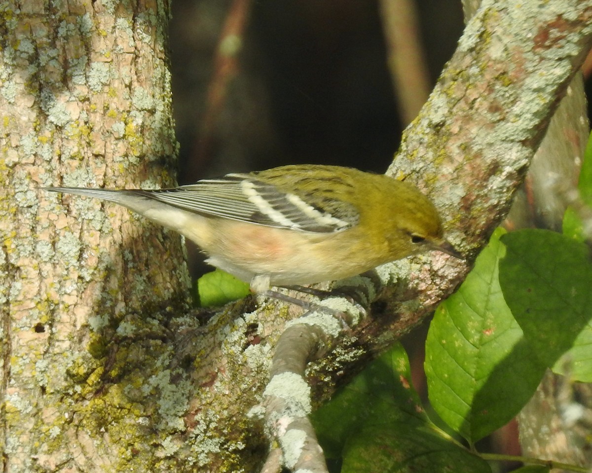 Bay-breasted Warbler - ML641660316