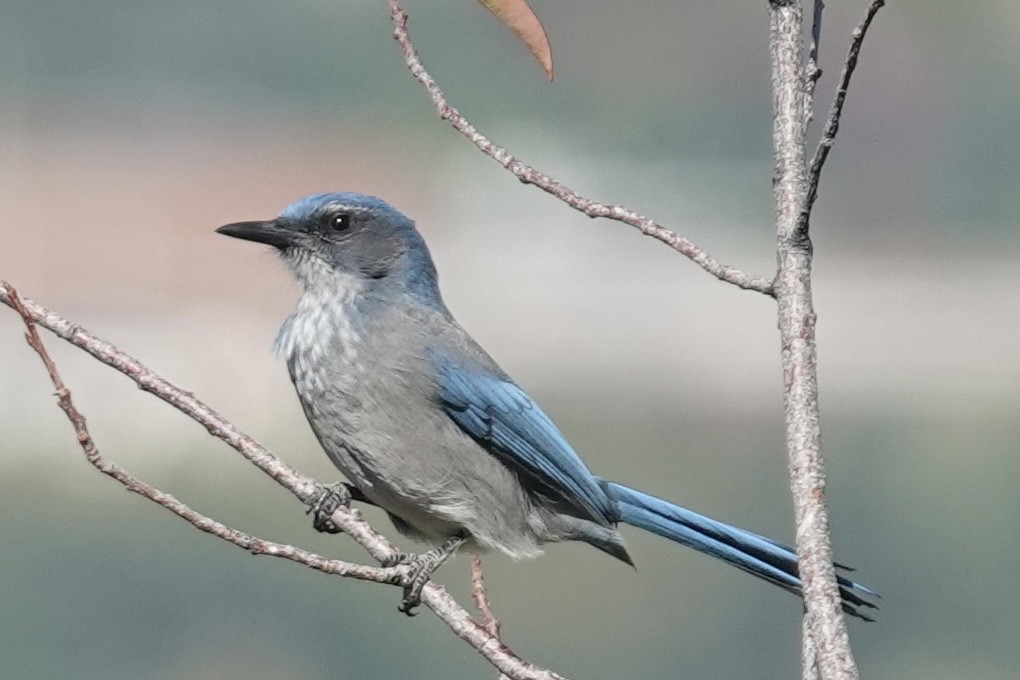 Woodhouse's Scrub-Jay - ML641660326