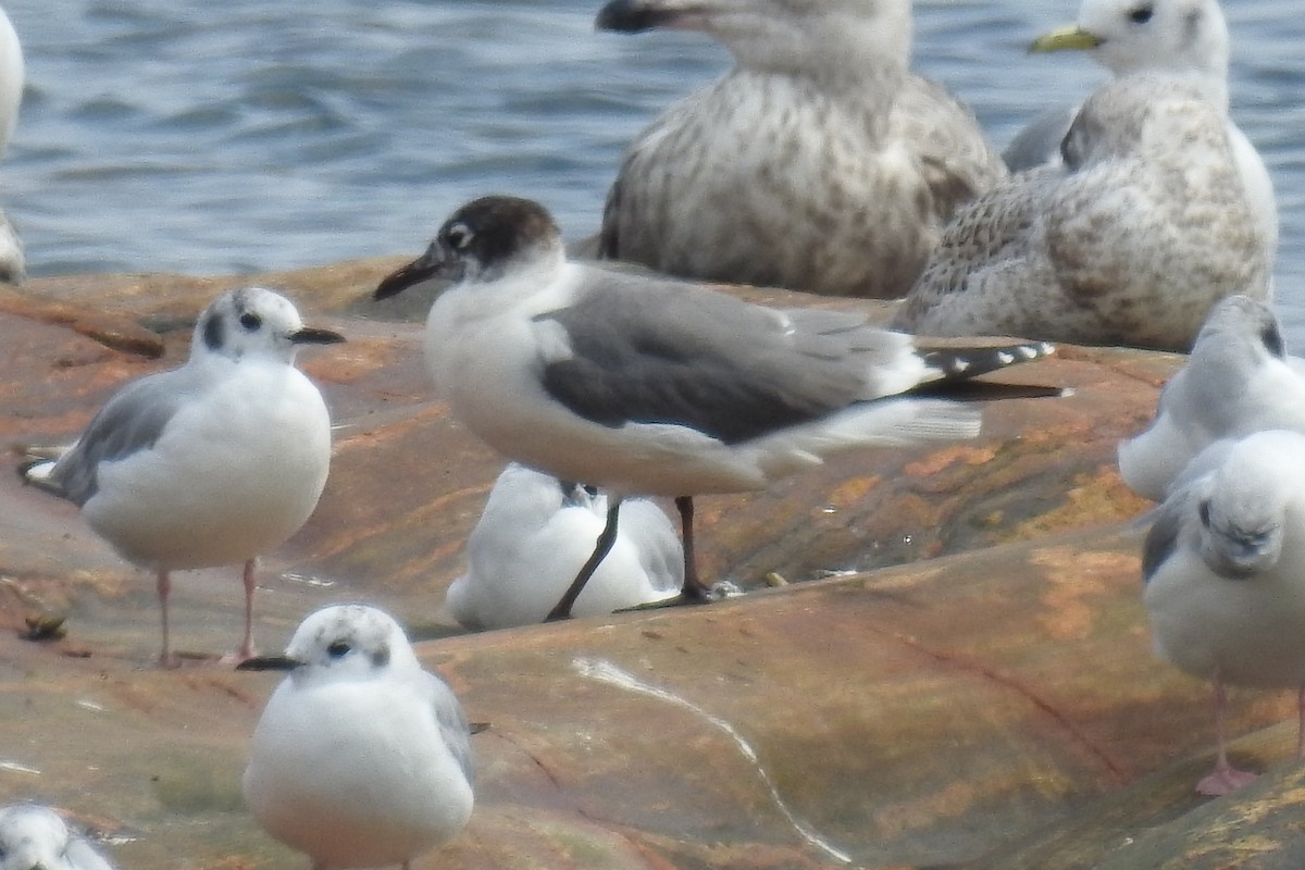 ワライカモメ - ML641660335