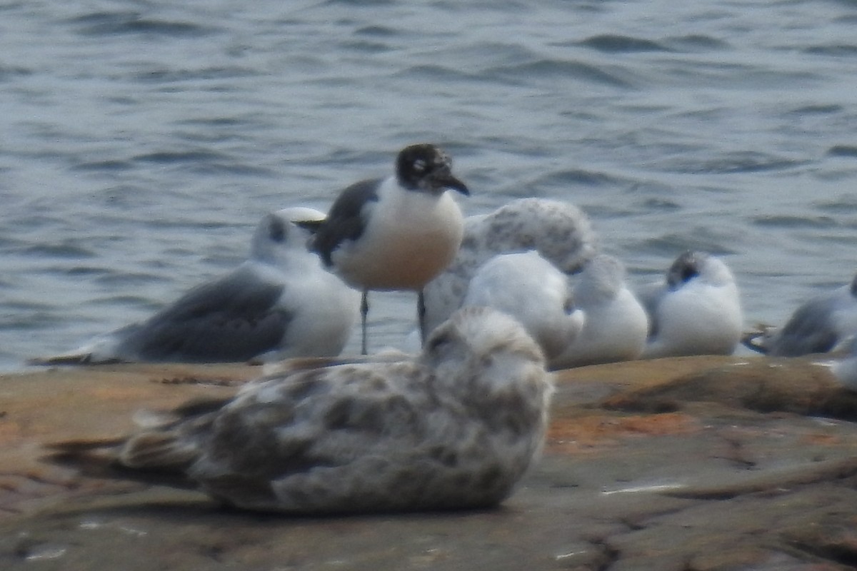 ワライカモメ - ML641660336