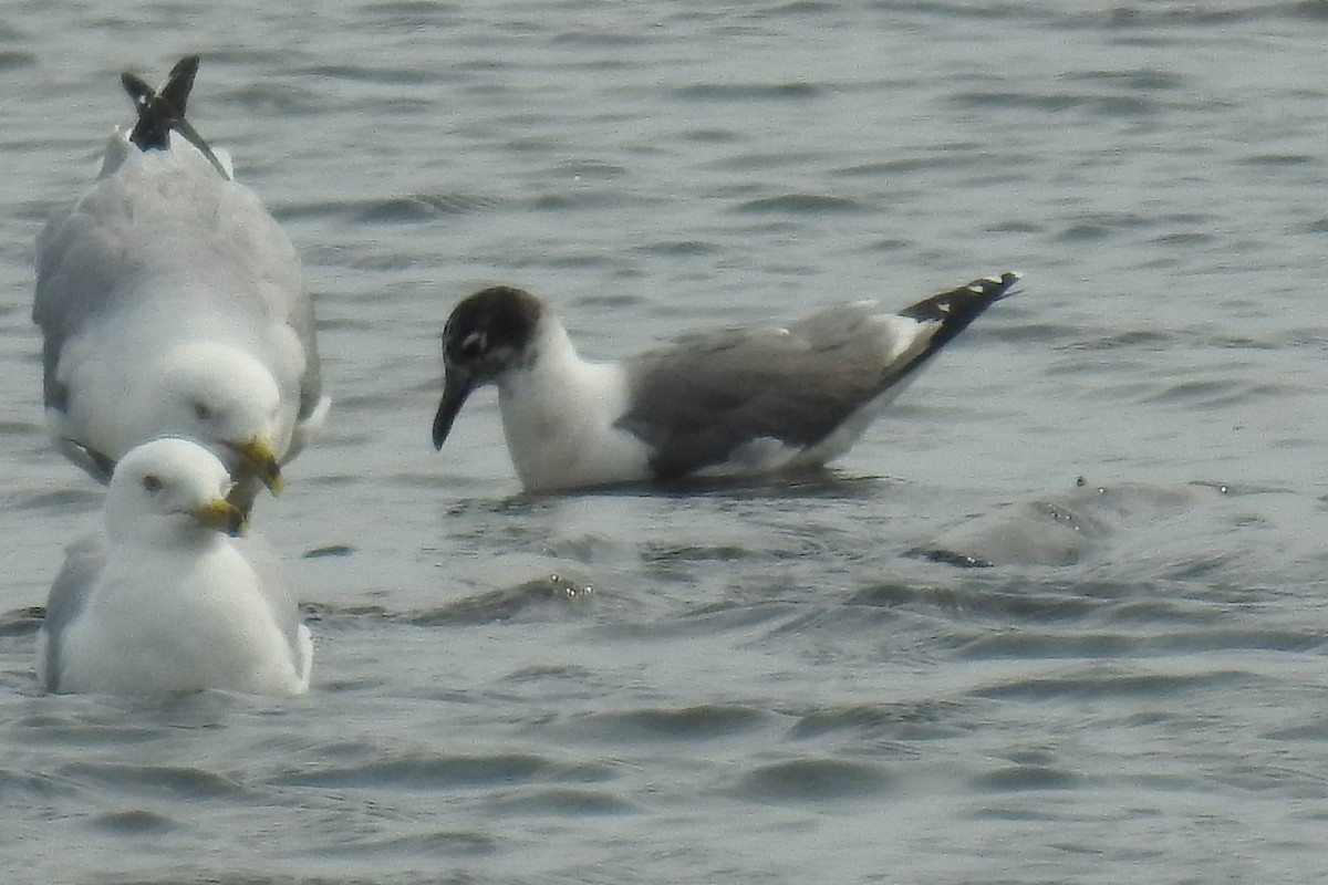 ワライカモメ - ML641660337