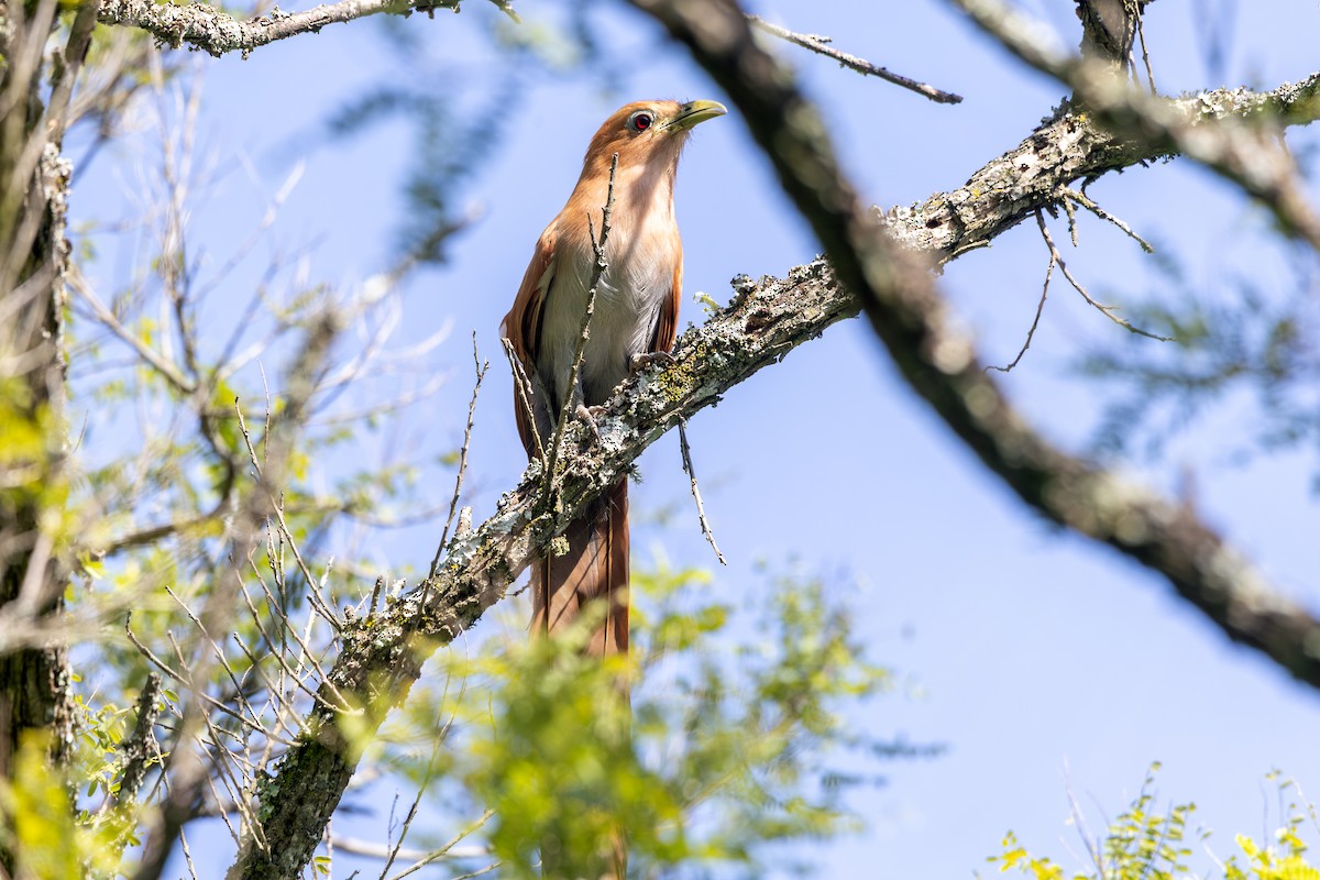 Squirrel Cuckoo (West Mexico) - ML641660366