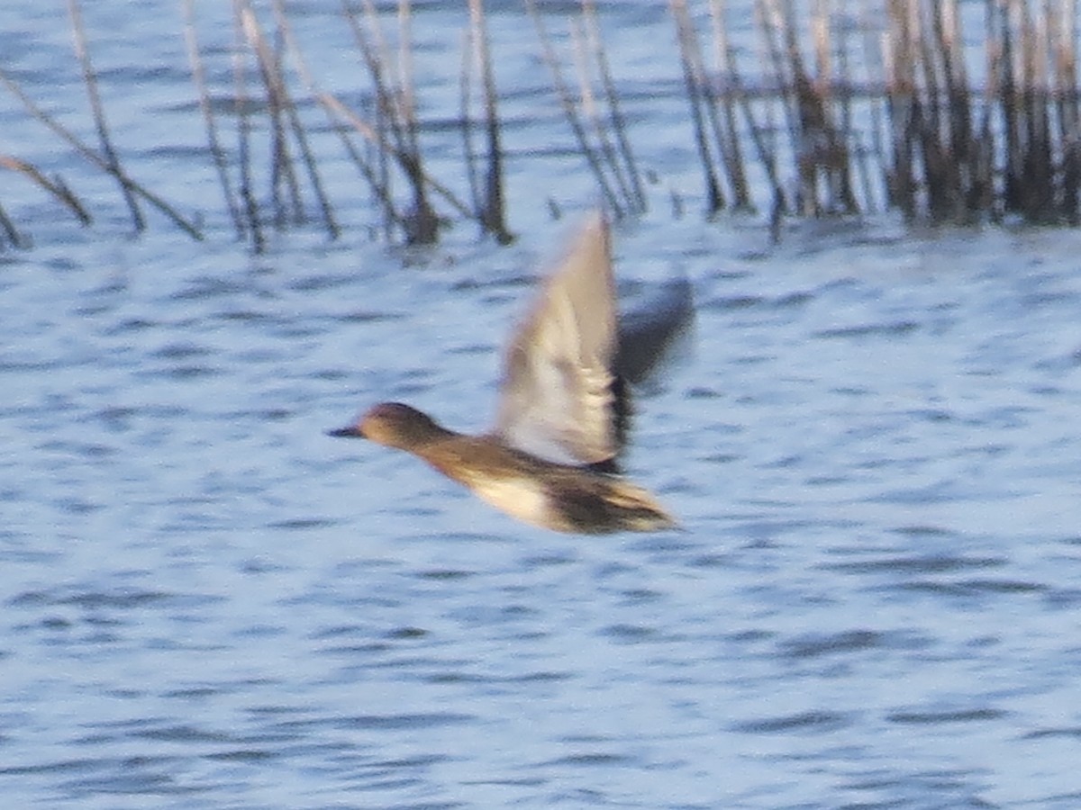 Çamurcun - ML641660435