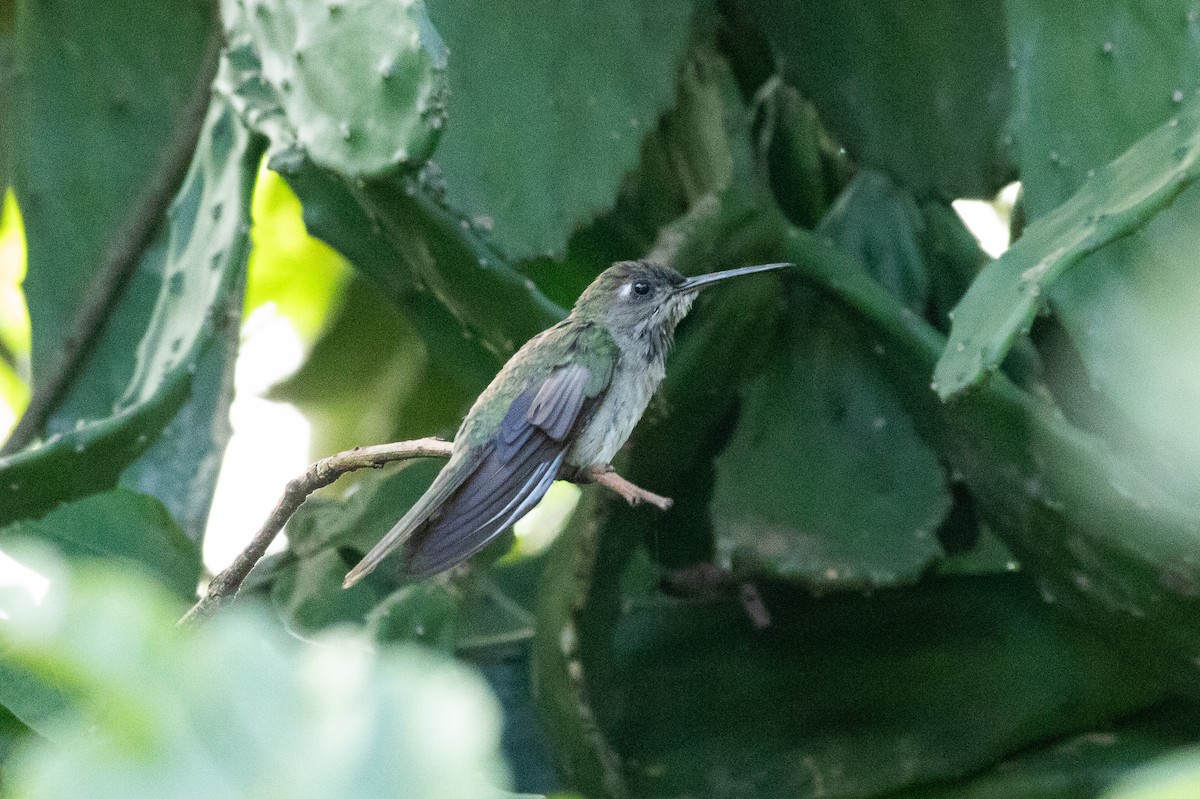 Outcrop Sabrewing - ML641660490