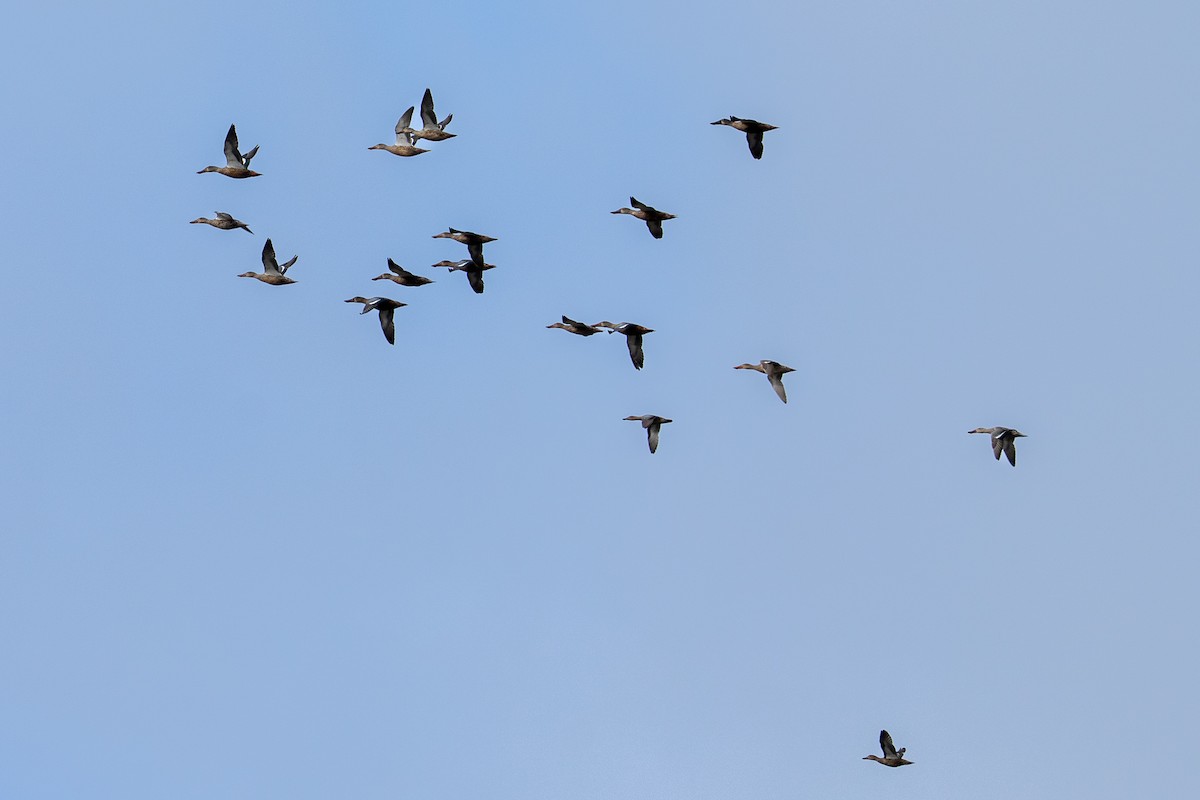 Northern Shoveler - ML641660513